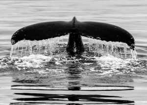 02b-06-M-002-120112-0618-HumpbackFluke