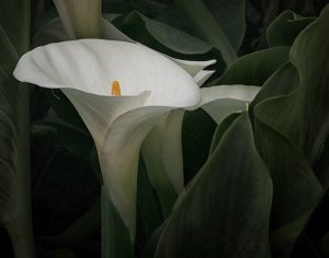 03b-02-A-001-071819-0218-Cala-Lily