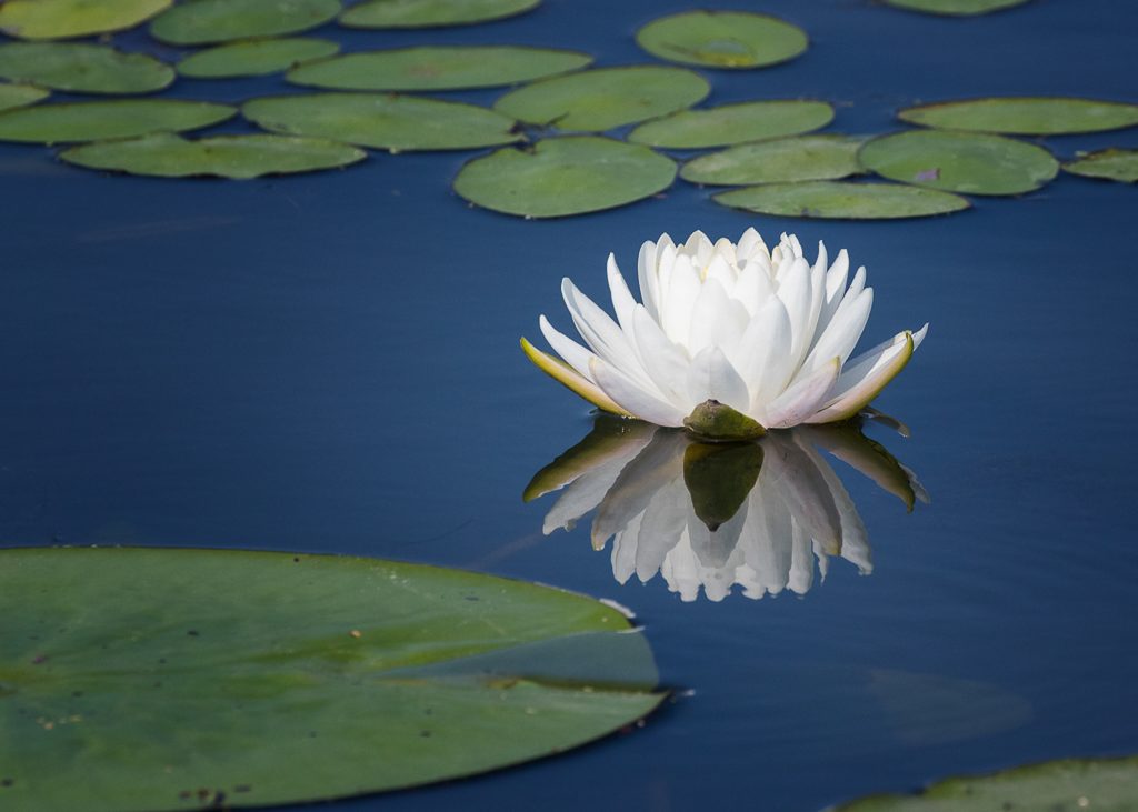 7A-g12-001-031008-1217-Waterlily