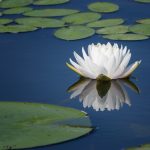 7A-g12-001-031008-1217-Waterlily