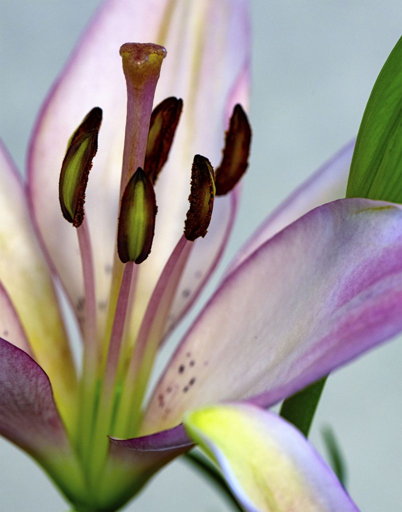08A  02-CP M05 Hennessey Lily